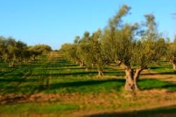 LA TUNISIA: POSSIBILE ALTERNATIVA ALL’OLIO ITALIANO